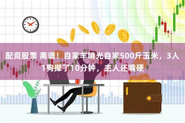 配资股票 离谱！自家羊啃光自家500斤玉米，3人1狗撵了10分钟，主人还嘴硬