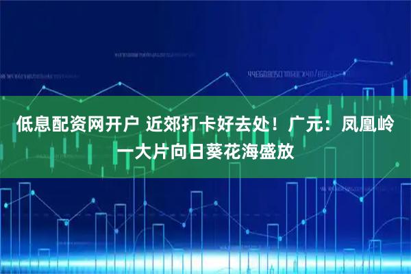 低息配资网开户 近郊打卡好去处！广元：凤凰岭一大片向日葵花海盛放